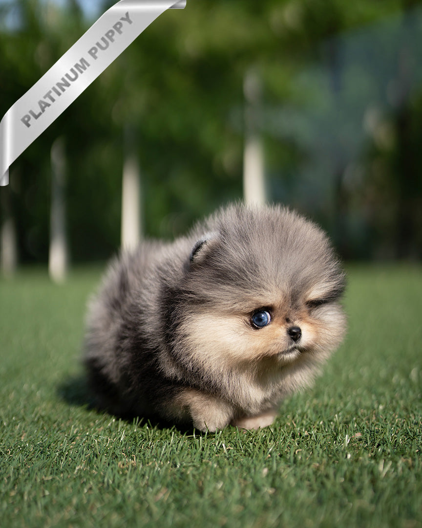 Diana, a Pomeranian puppy
