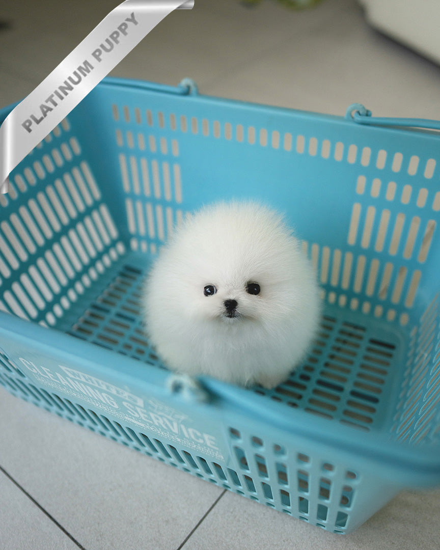 Diana, a Pomeranian puppy