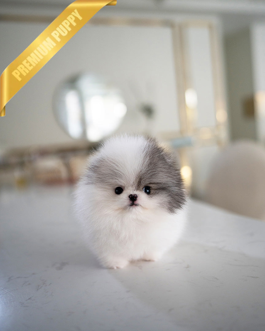 Diana, a Pomeranian puppy