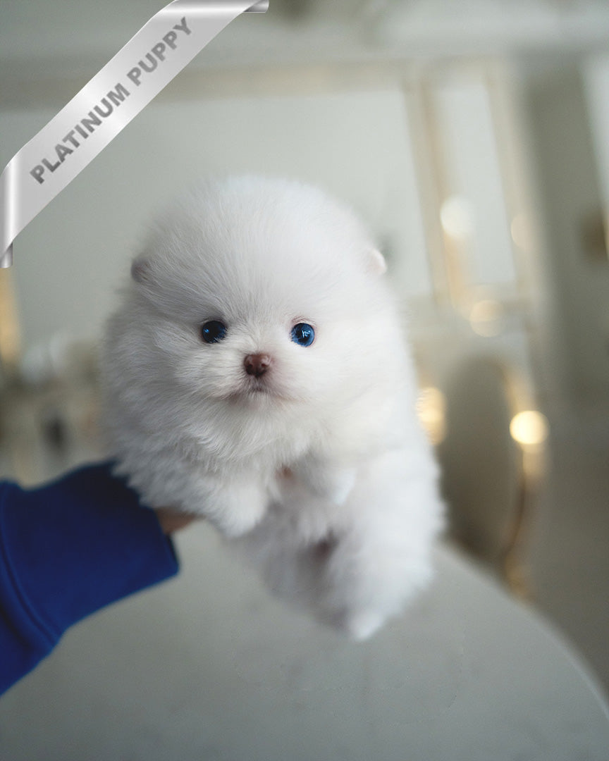 Diana, a Pomeranian puppy