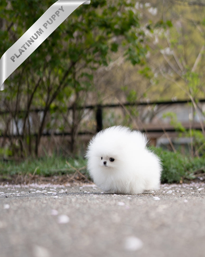 Diana, a Pomeranian puppy
