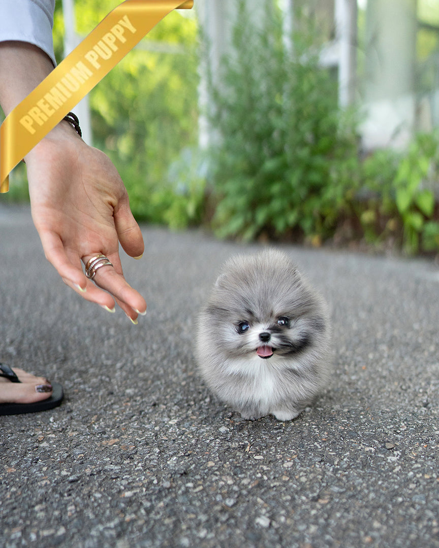 Diana, a Pomeranian puppy