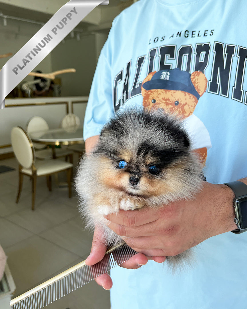 Diana, a Pomeranian puppy