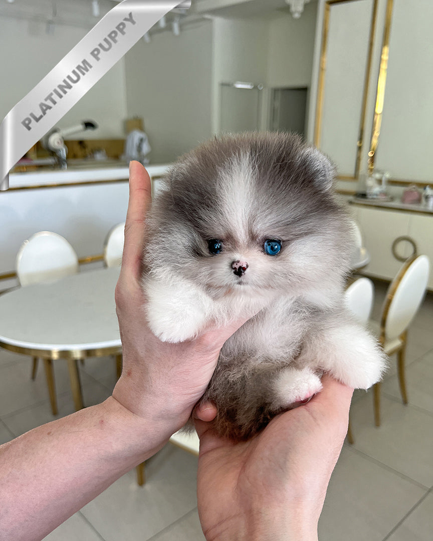 Diana, a Pomeranian puppy