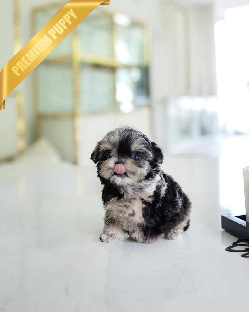 Dior, a Maltipoo puppy