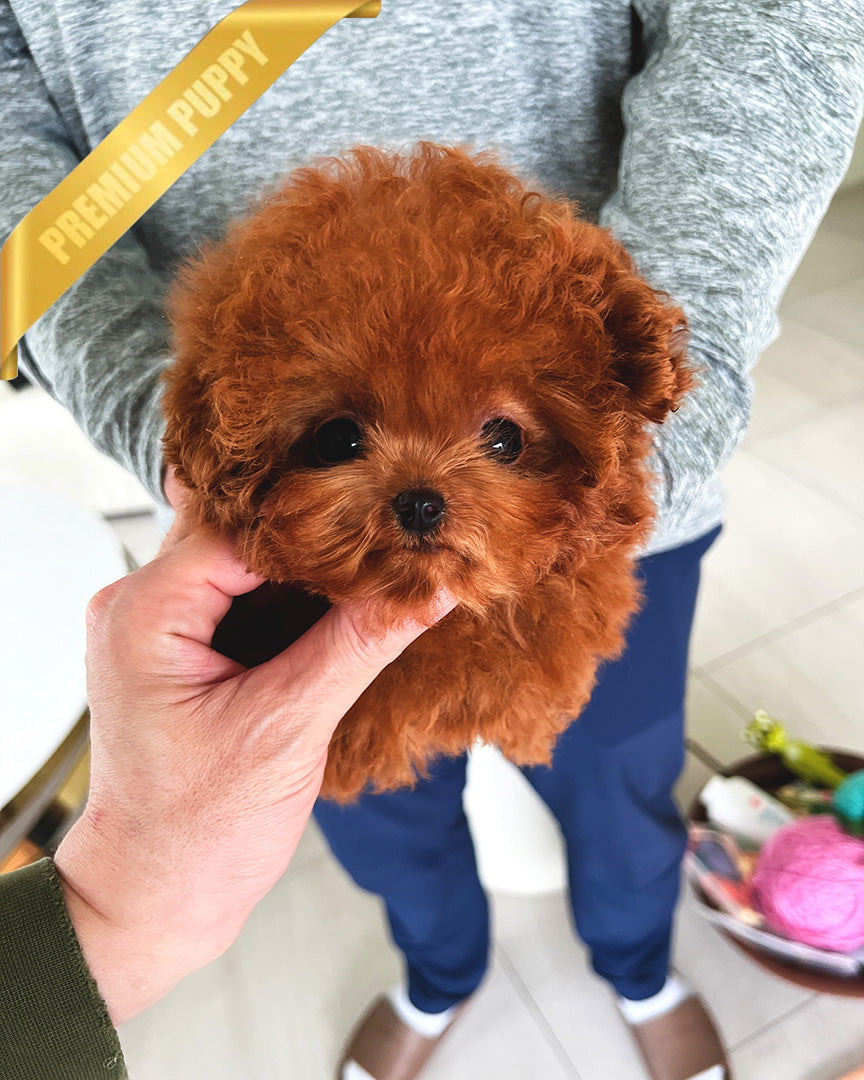 Ziggy, a Poodle puppy