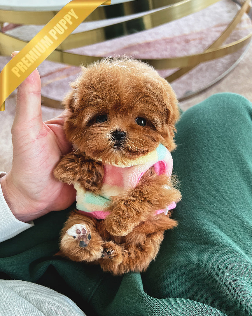 Dolores, a Maltipoo puppy