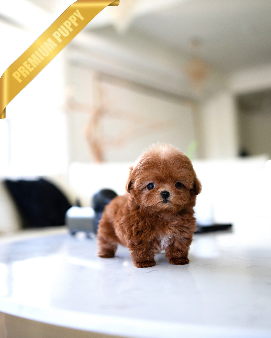 Lucy, a Maltipoo puppy