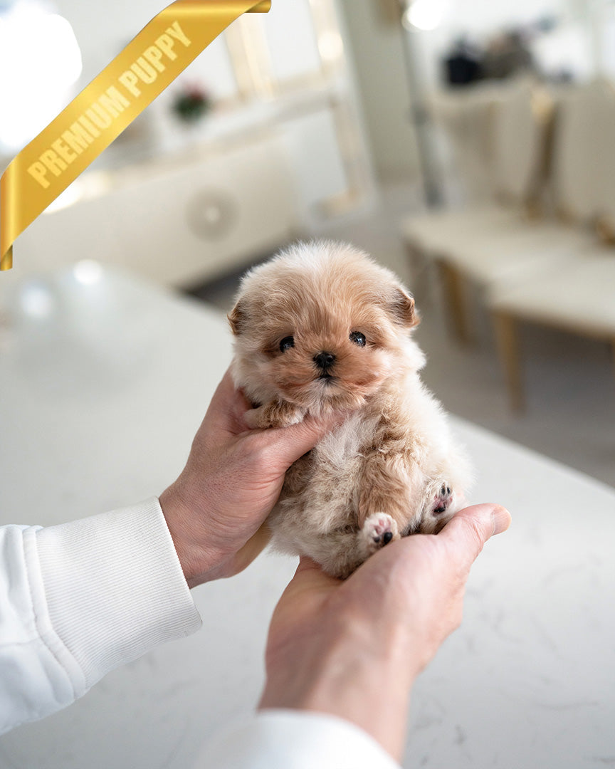 Coco, a Maltipoo puppy