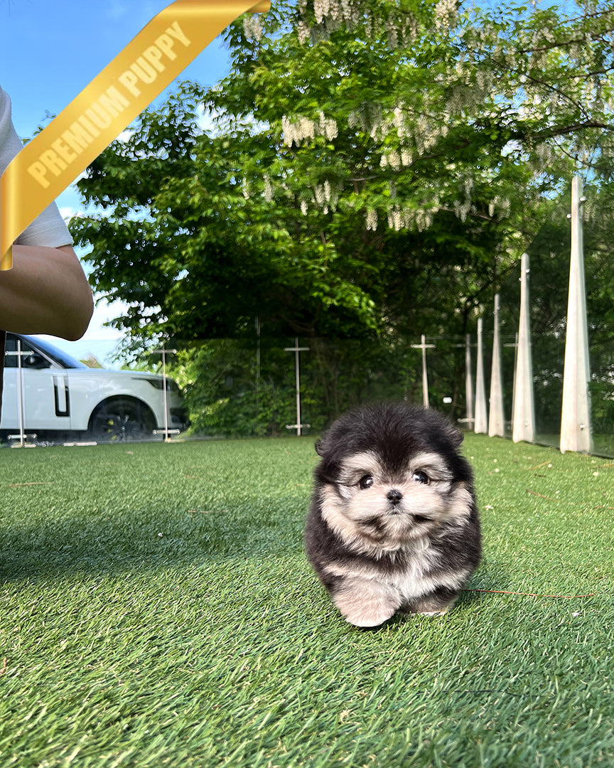 Doraemon, a Maltipom puppy