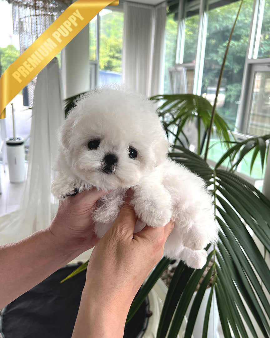 Dustin, a Bichon Frise puppy