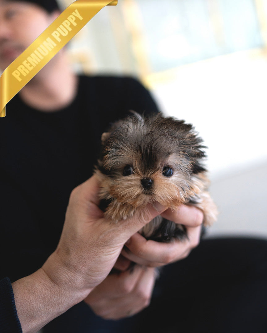 Zoey, a Yorkie puppy