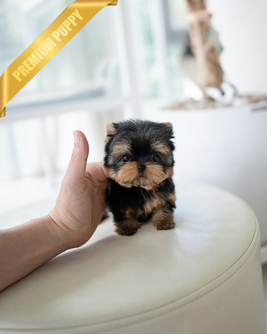 Emma, a Yorkie puppy