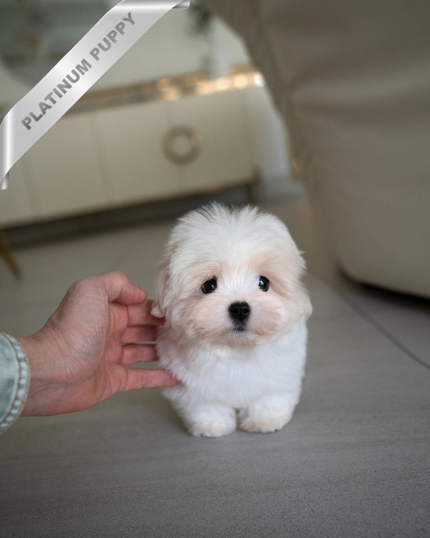 Enzo, a Coton De Tulear puppy