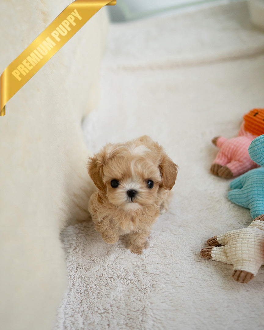 Esme, a Maltipoo puppy