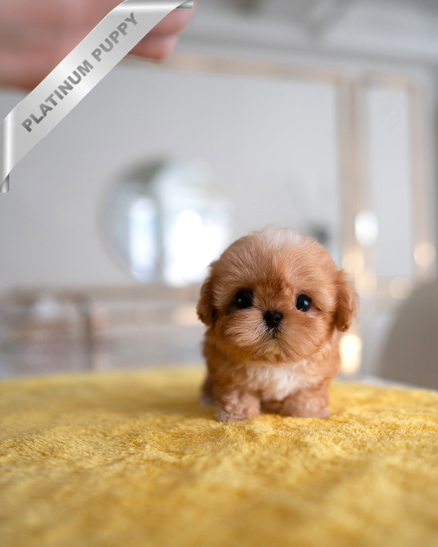 Esme, a Maltipoo puppy