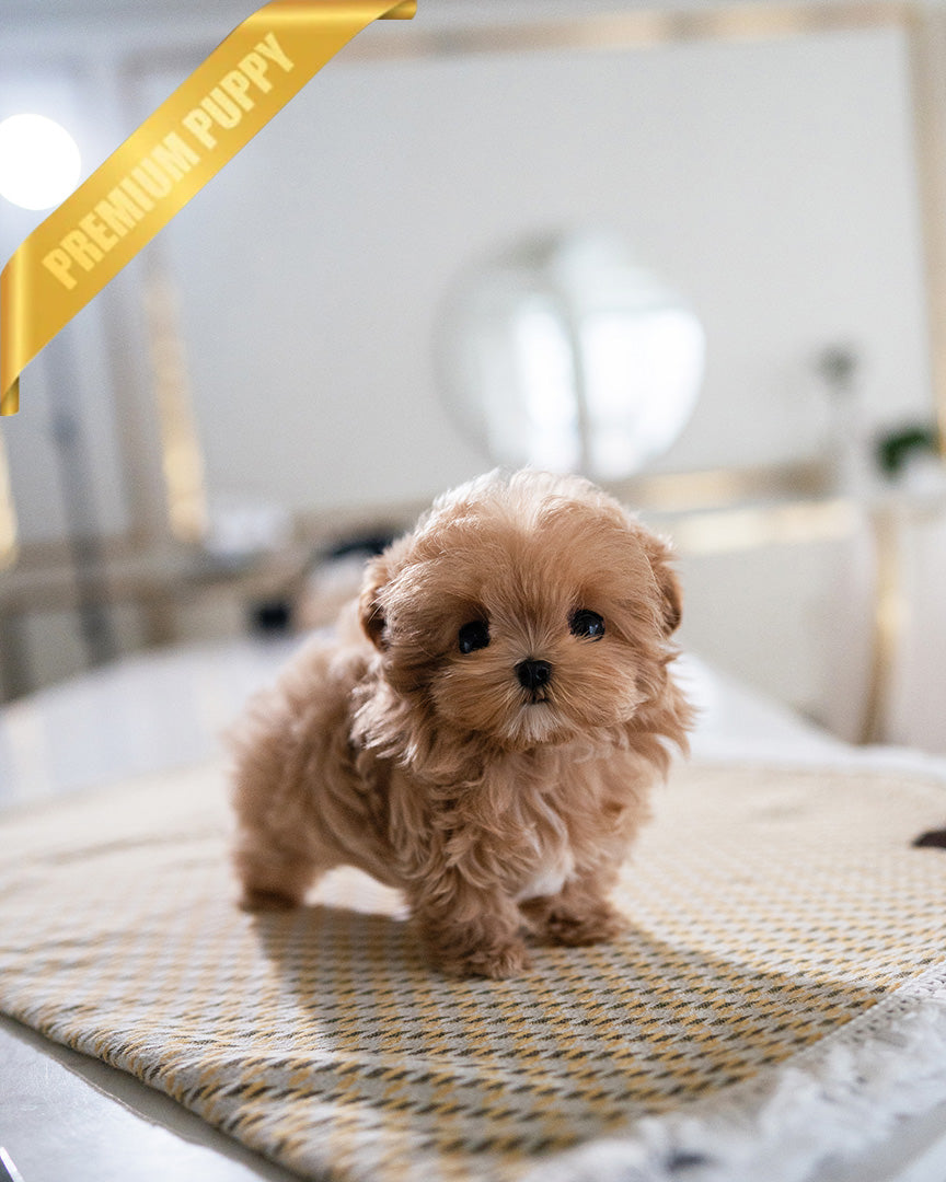 Esme, a Maltipoo puppy