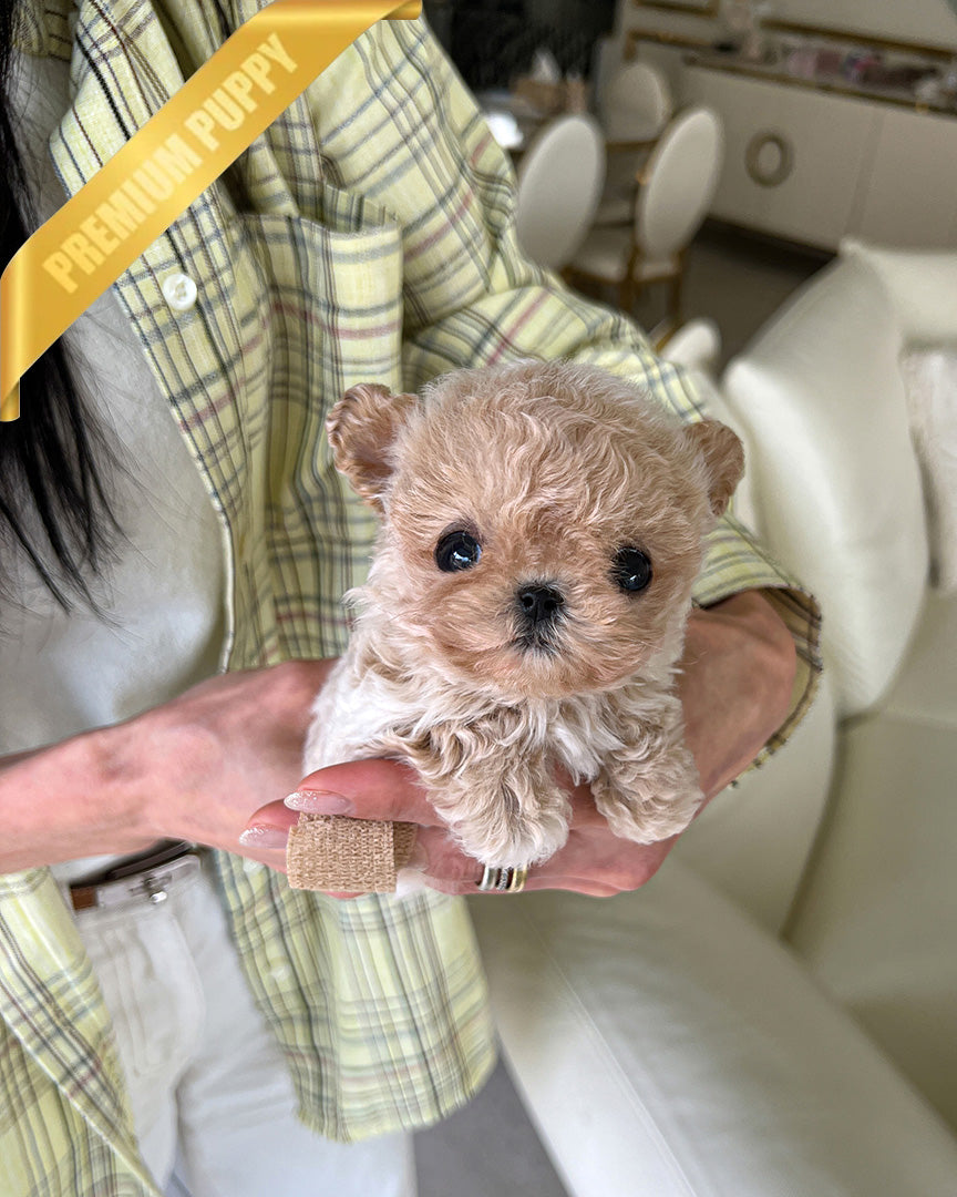 Ewan, a Maltipoo puppy