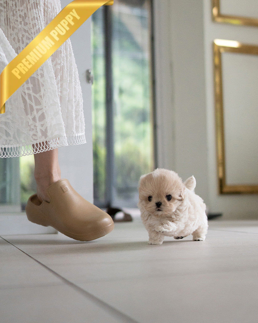 Ewan, a Maltipoo puppy