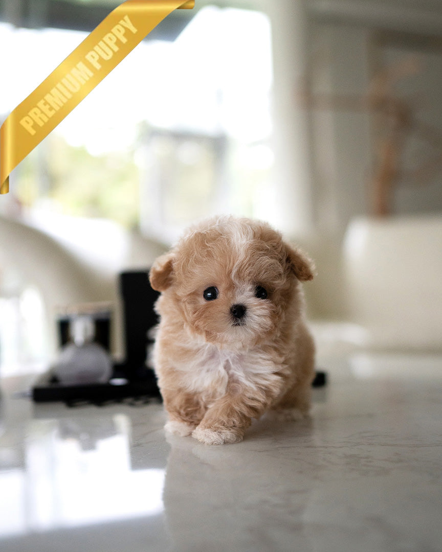 Ewan, a Maltipoo puppy