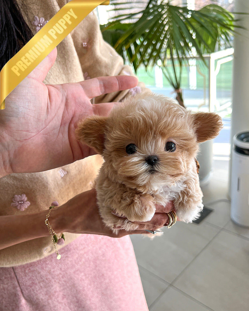 Ewan, a Maltipoo puppy