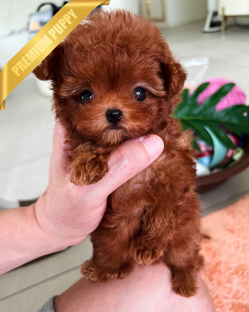 Felix, a Poodle puppy