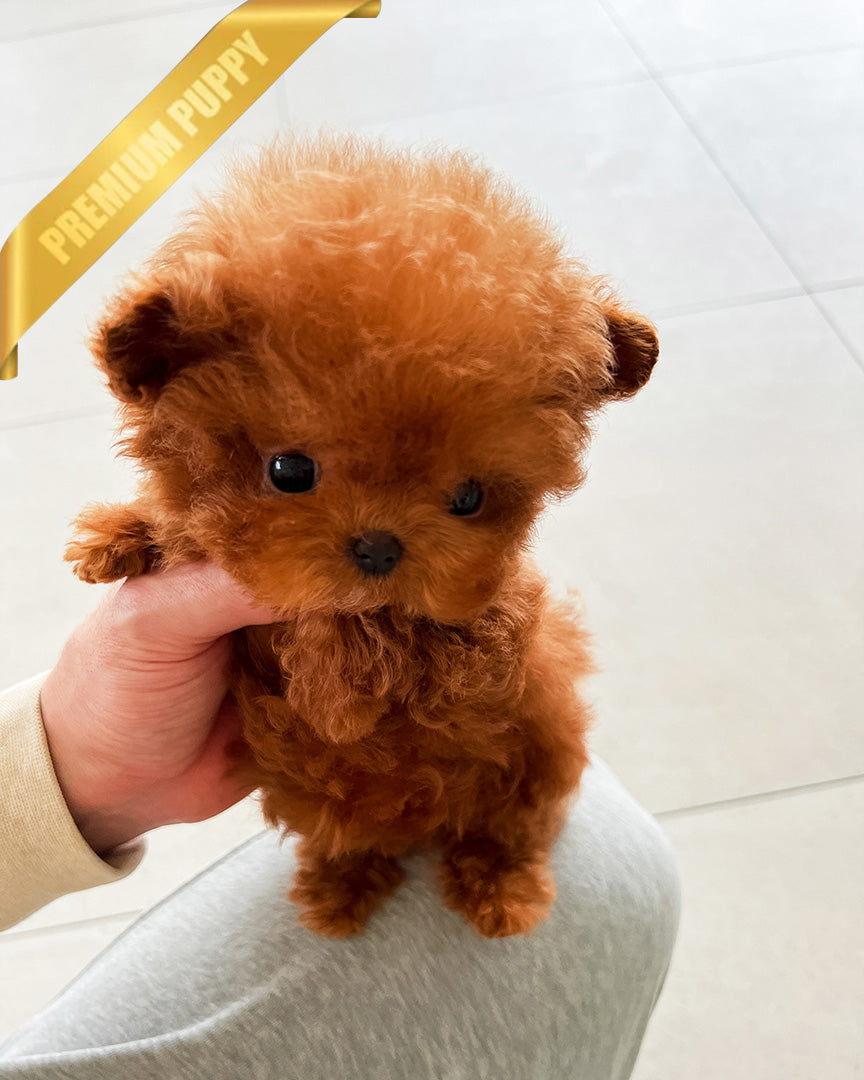 Felix, a Poodle puppy