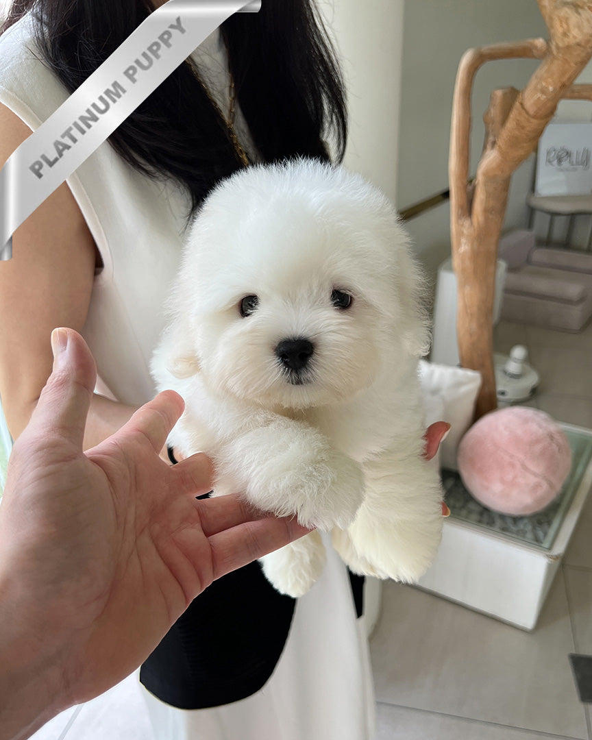 Finn, a Coton De Tulear puppy
