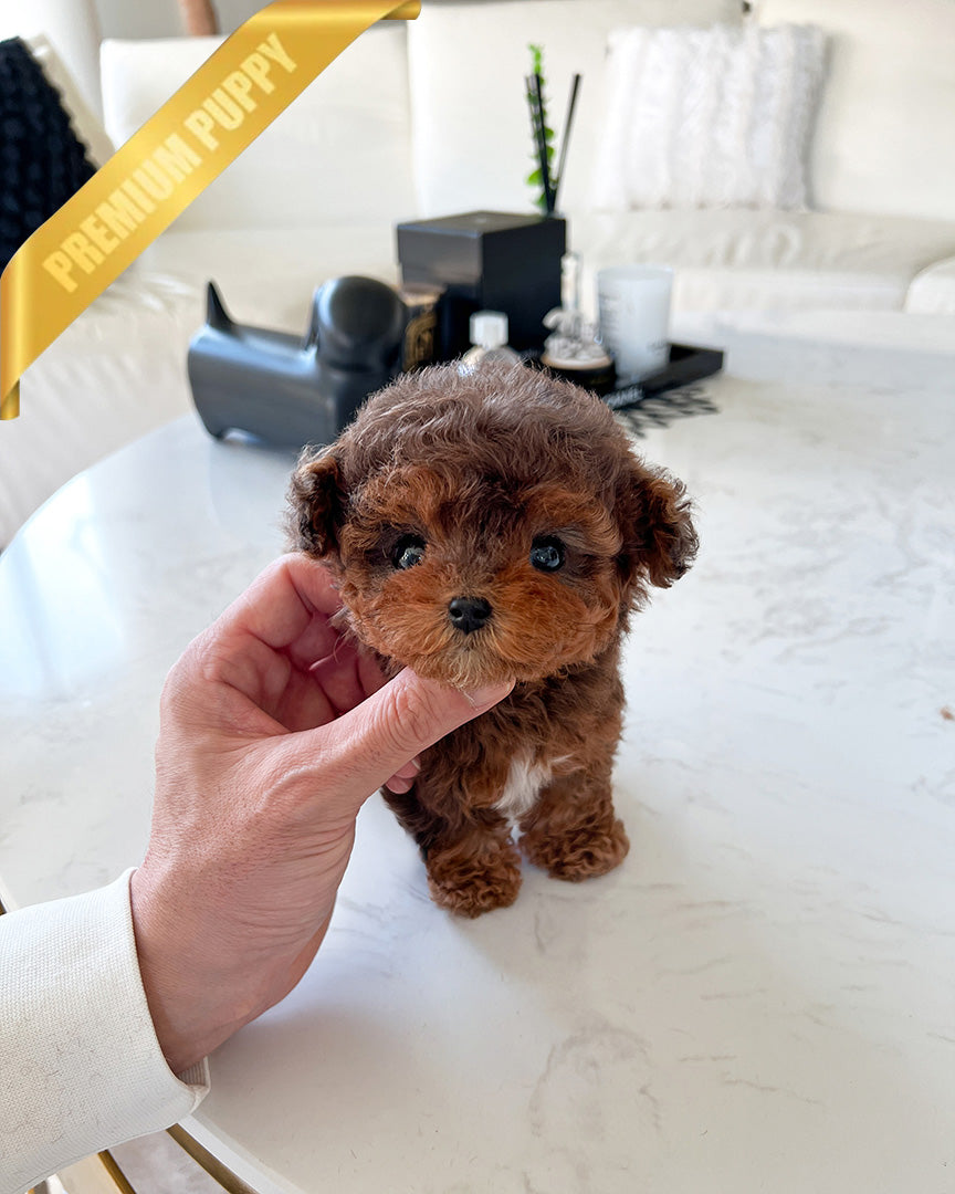 Finn, a Maltipoo puppy