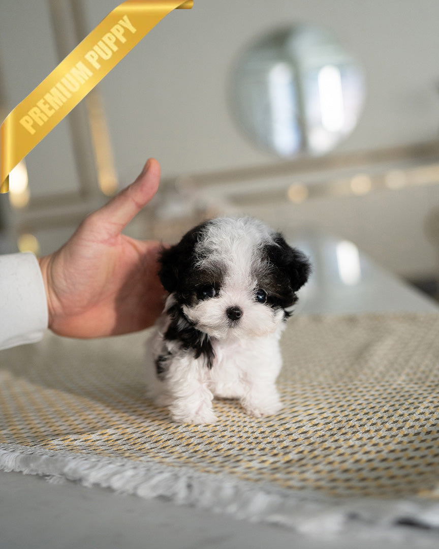 Gigi, a Maltipoo puppy