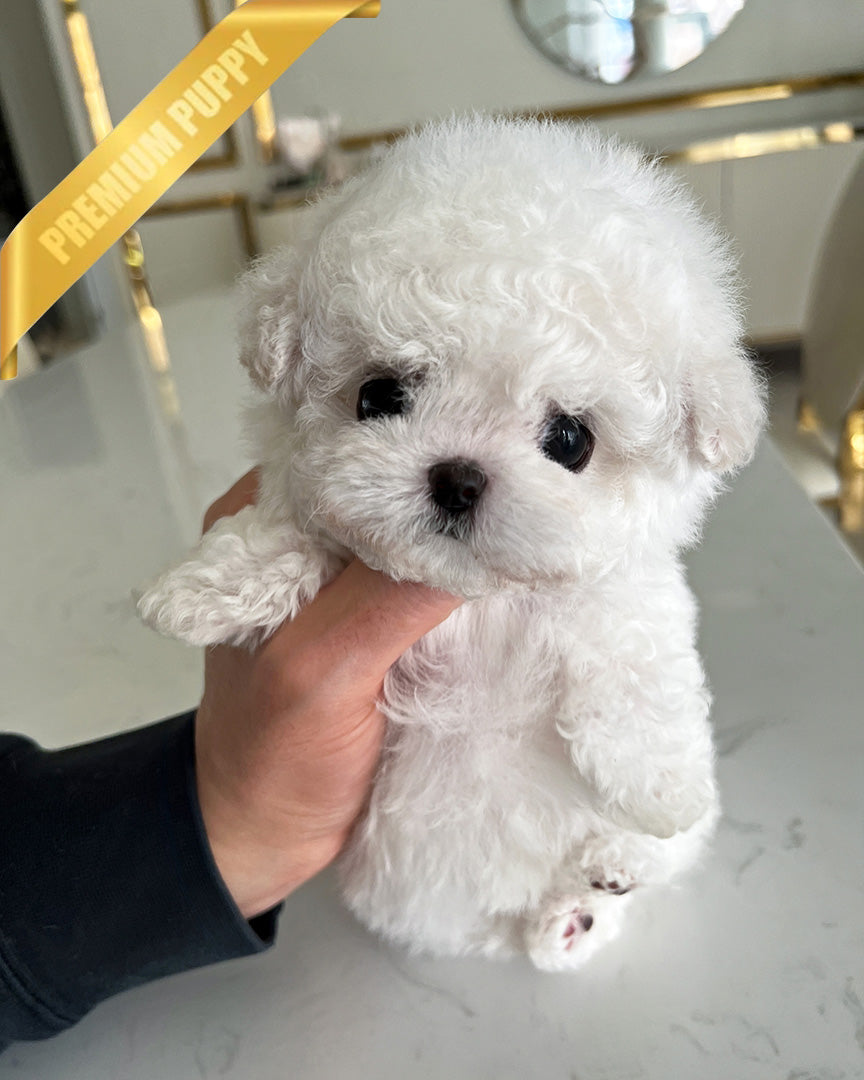 Gigi, a Bichon Frise puppy