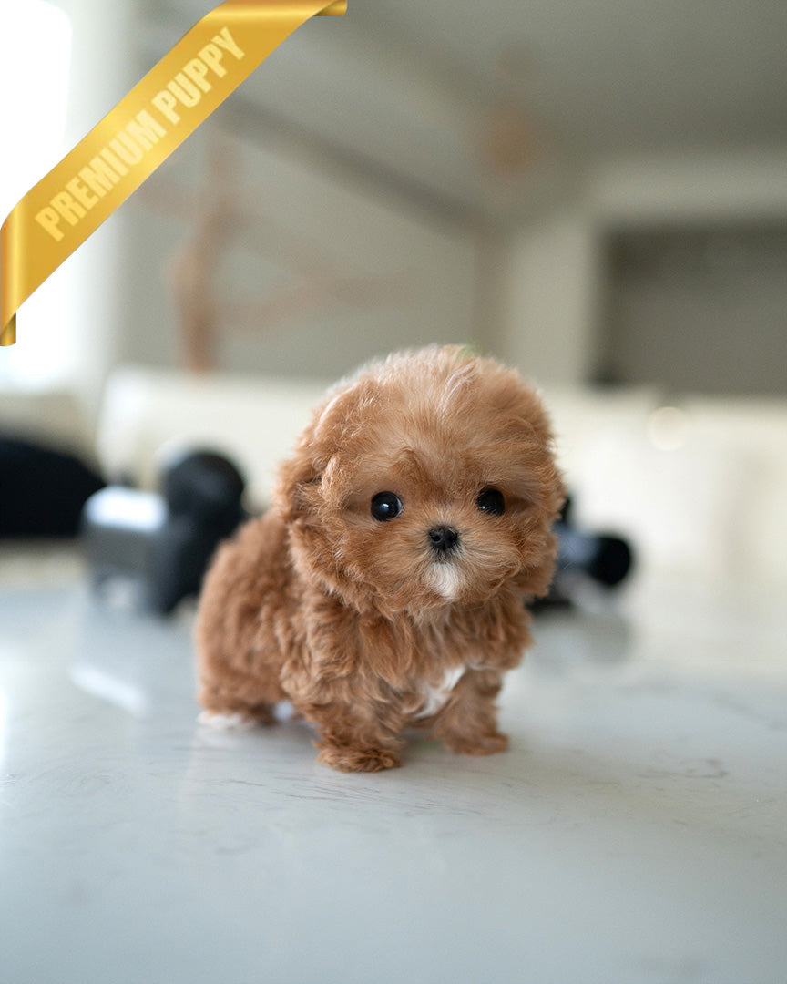 Gigi, a Maltipoo puppy