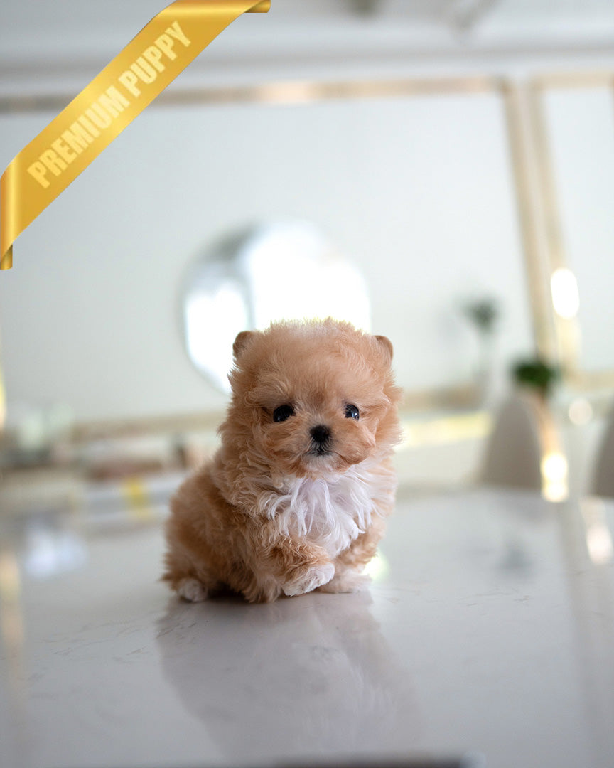 Gigi, a Maltipoo puppy