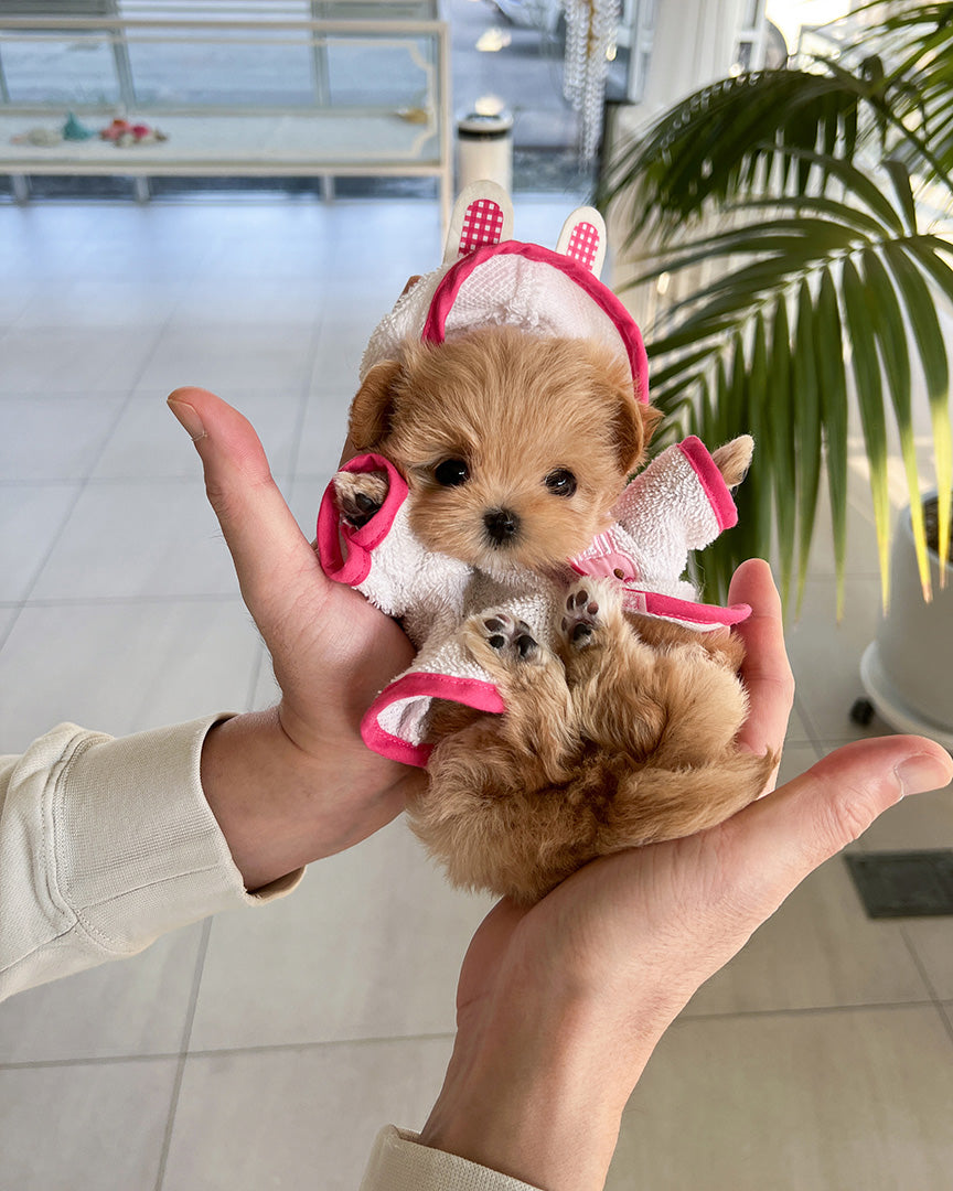 Gigi, a Maltipoo puppy