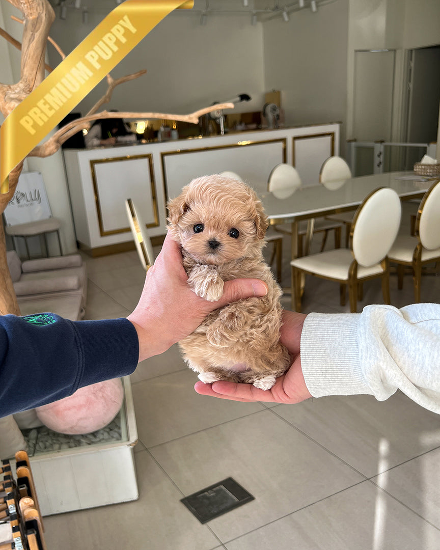 Gigi, a Maltipoo puppy
