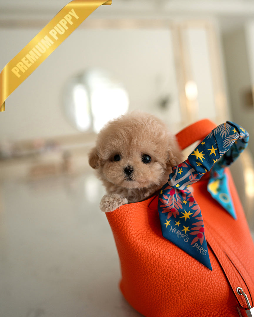 Gigi, a Maltipoo puppy