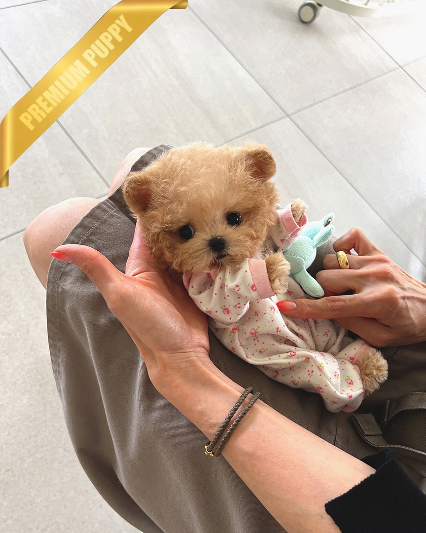 Ginger, a Poodle puppy