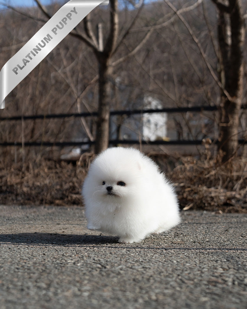 Giovanni, a Pomeranian puppy