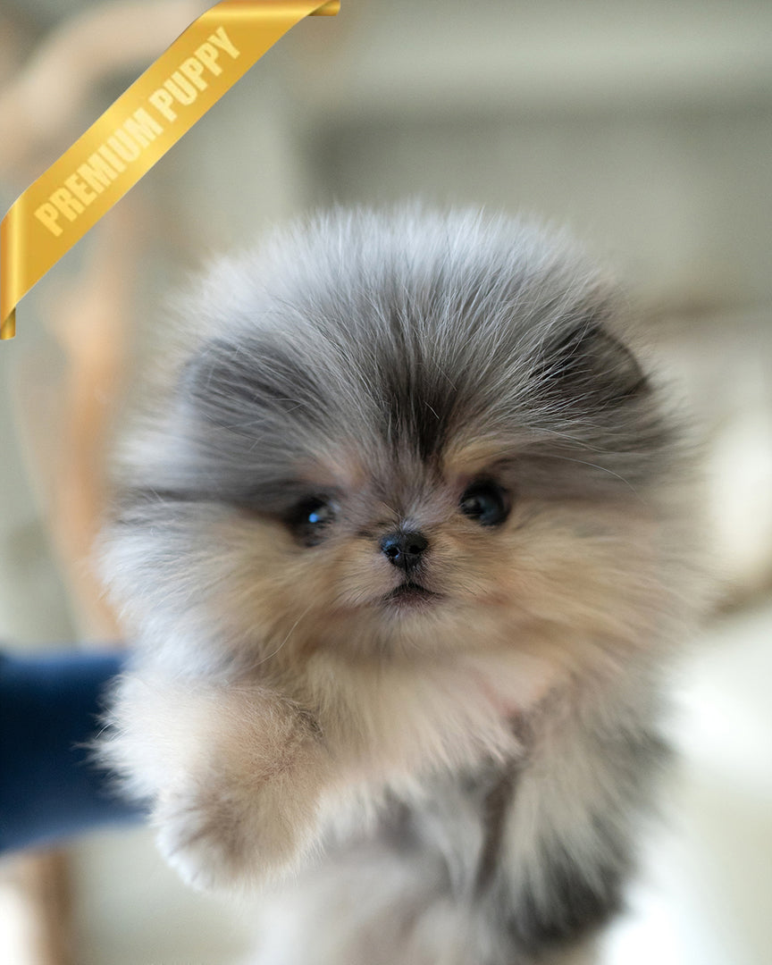 Gisele, a Pomeranian puppy