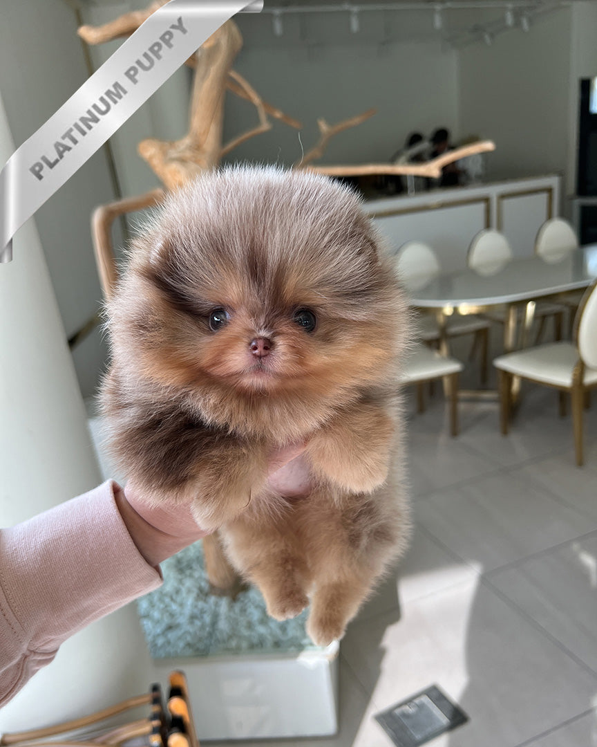 Gisele, a Pomeranian puppy
