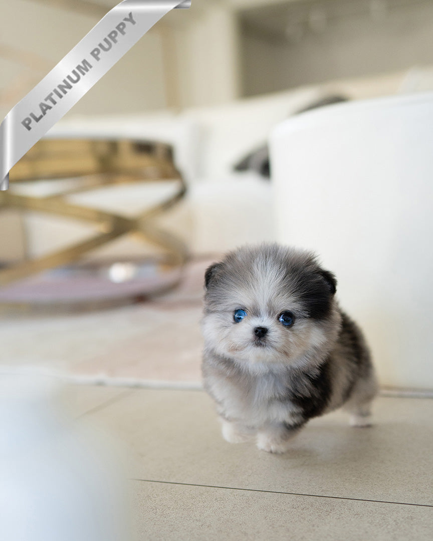 Giselle, a Maltipom puppy