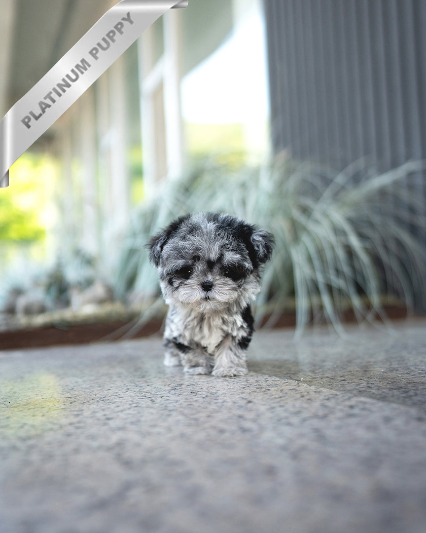 Gizmo, a Poodle puppy