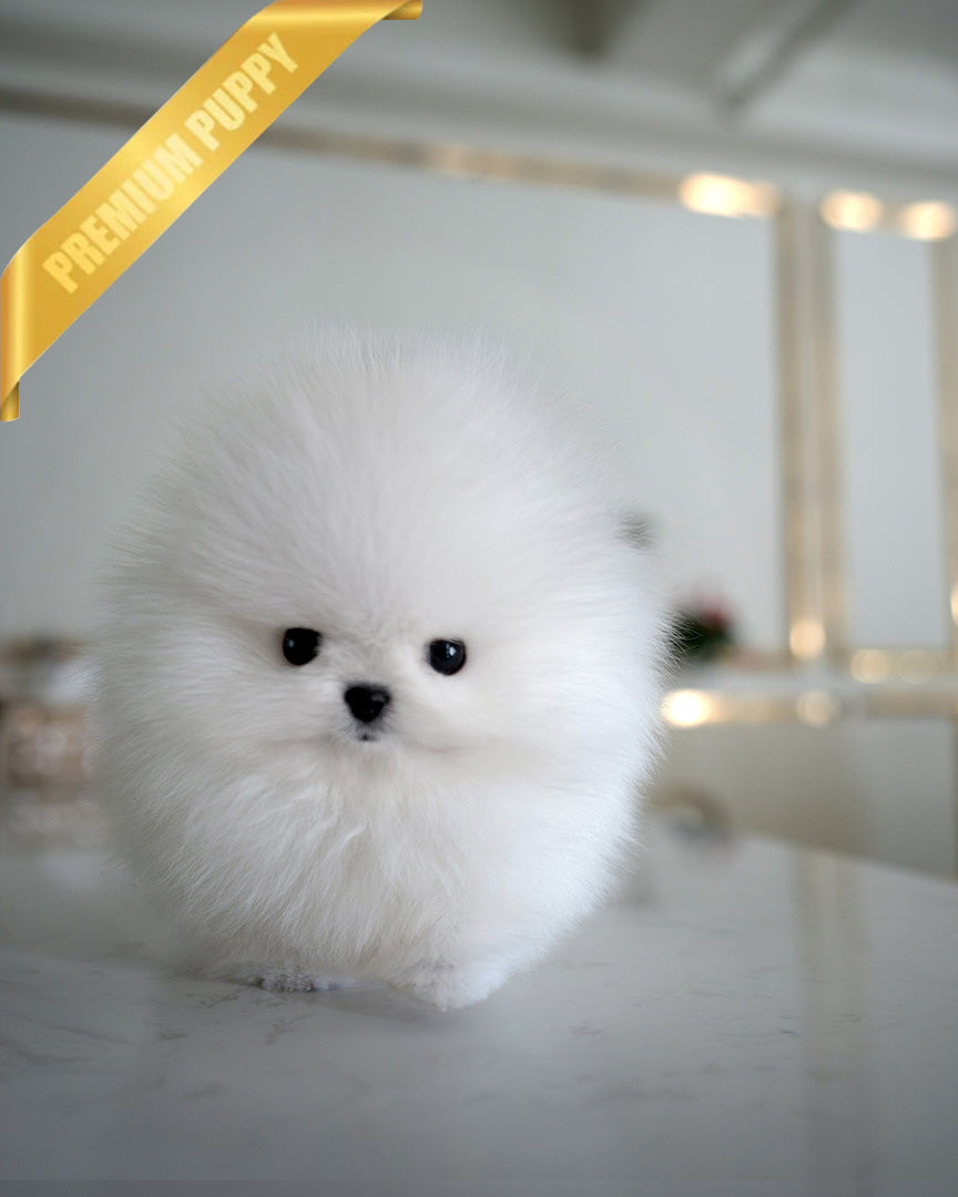 Glacier, a Pomeranian puppy