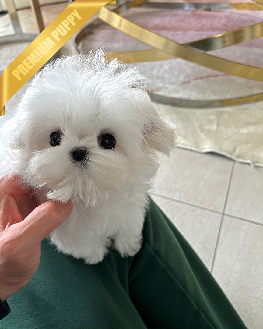 Grace, a Maltese puppy