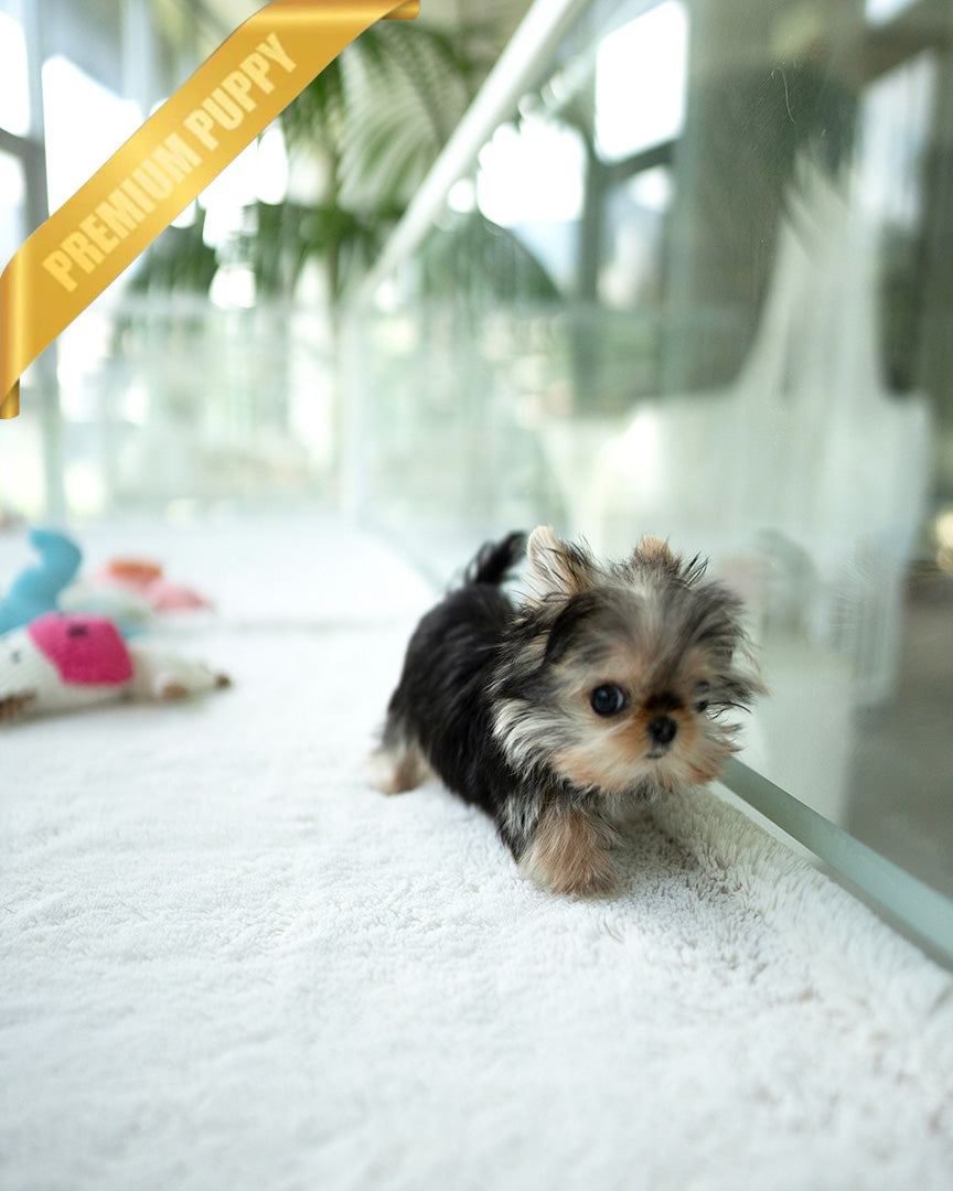 Grace, a Yorkie puppy