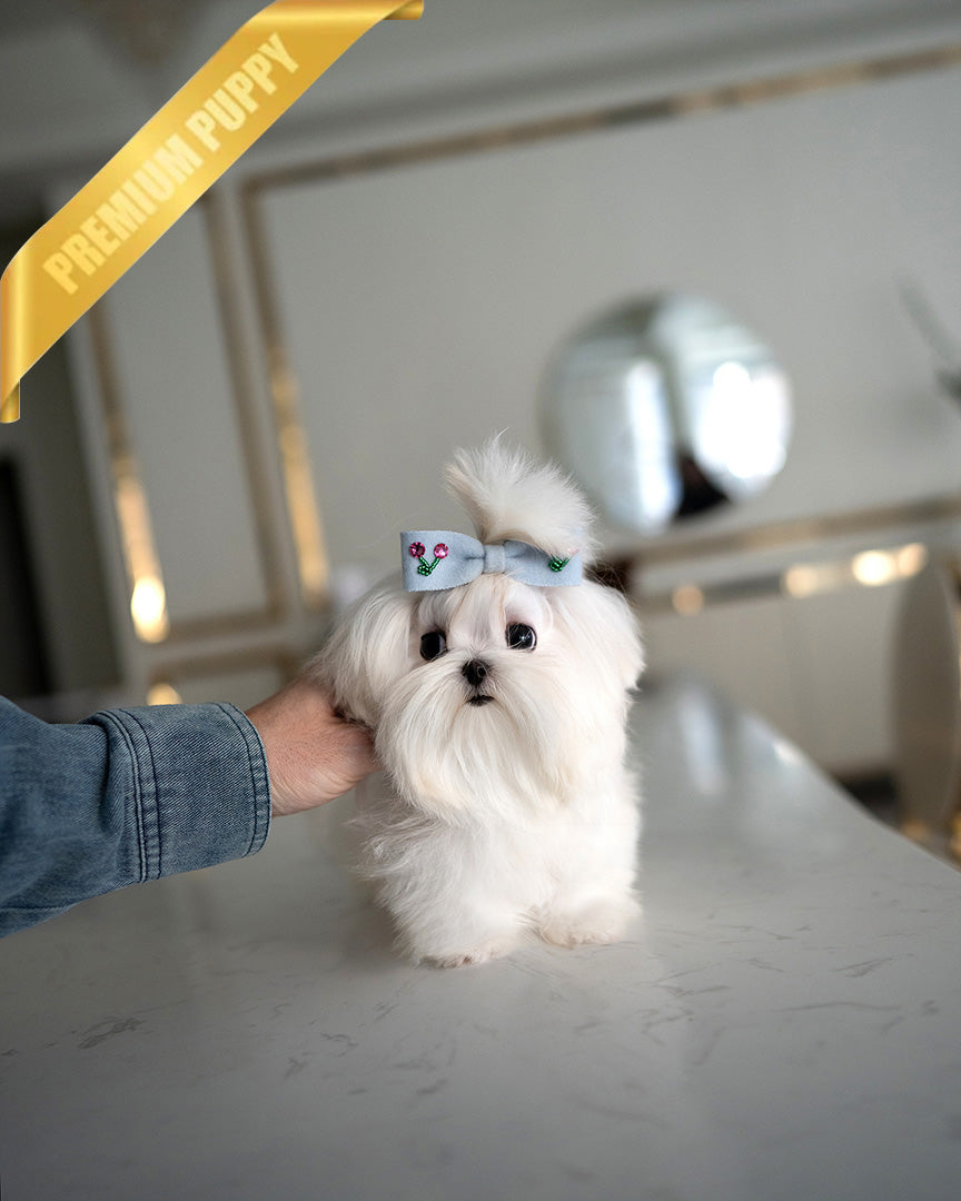 Grace, a Maltese puppy