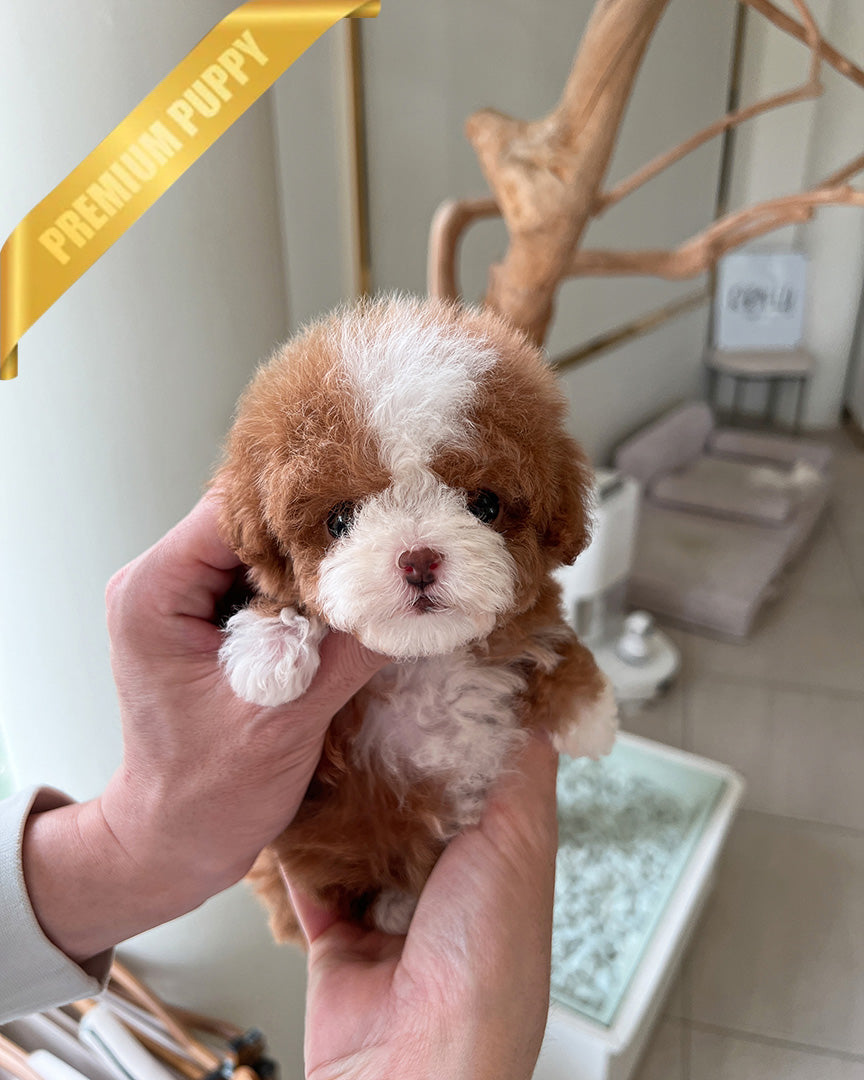 Chloe, a Maltipoo puppy
