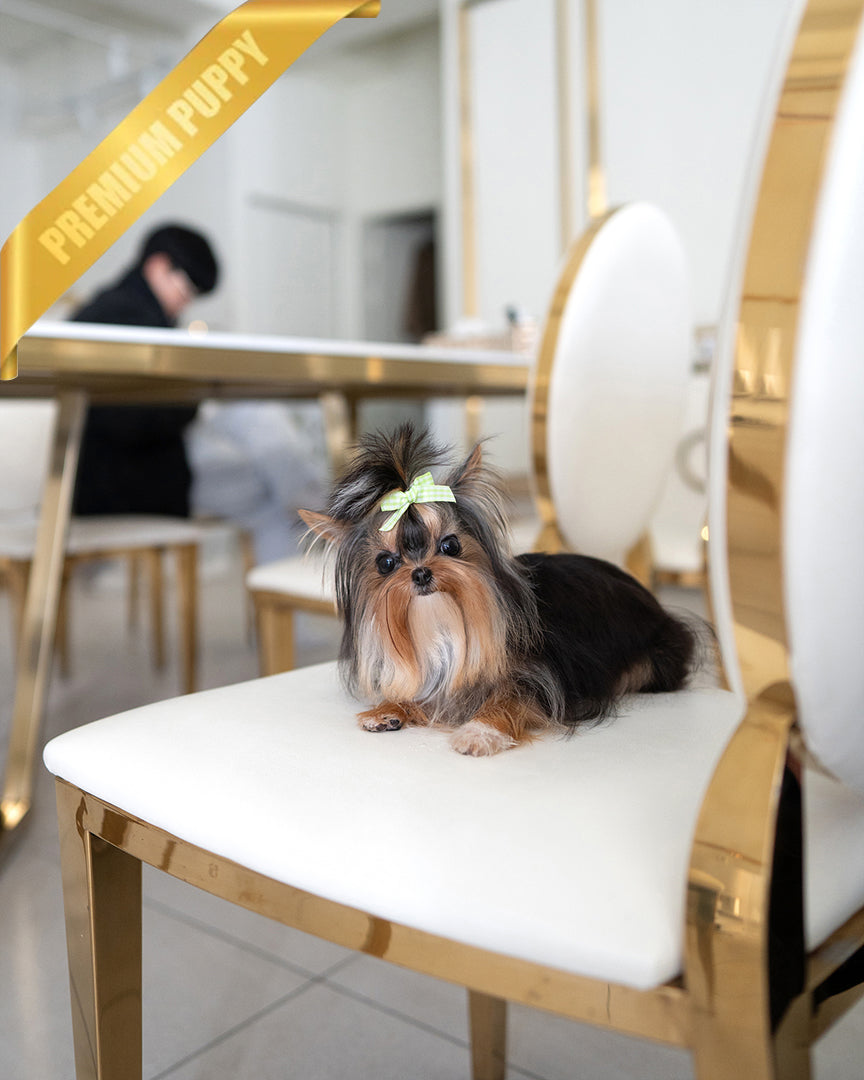 Gucci, a Morkie puppy