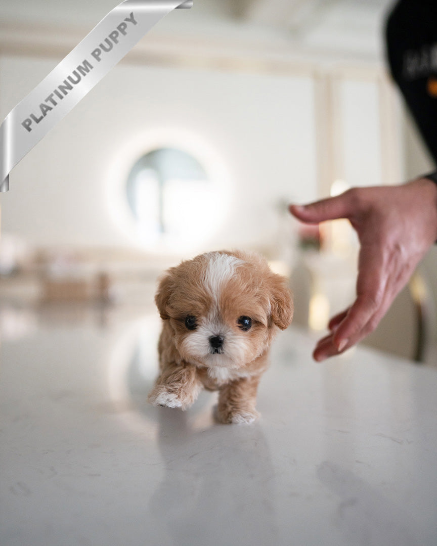 Hazel, a Maltipoo puppy