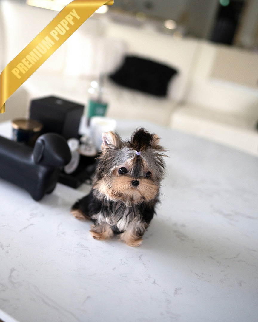 Henry, a Yorkie puppy